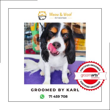 Professional dog grooming for cavalier king Charles