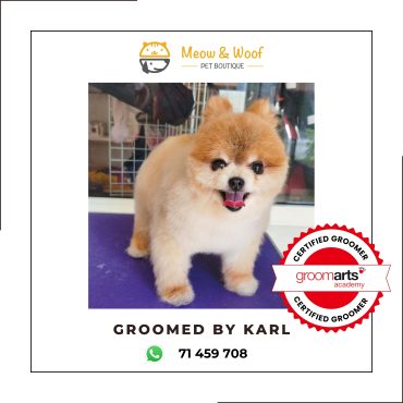 Professional dog groomer in Lebanon for pomeranian