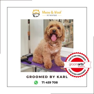Professional dog groomer in Lebanon for poodle