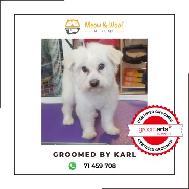 Professional dog groomer in Lebanon for bichon