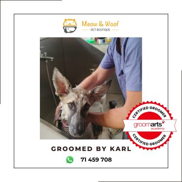 Professional dog groomer in Lebanon