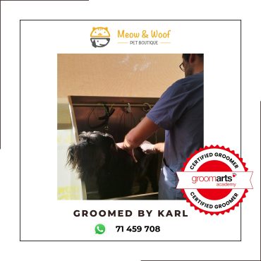 Professional dog groomer in Lebanon for schnauzer