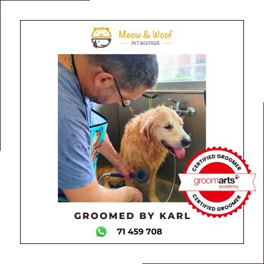 Professional dog groomer in Lebanon for Golden Retriever
