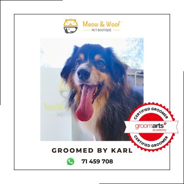 Professional dog grooming for Australian shepherd