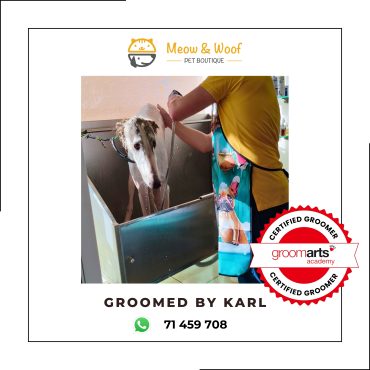 Professional dog groomer in Lebanon for borzoi