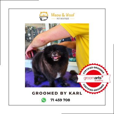 Professional dog grooming for pomeranian